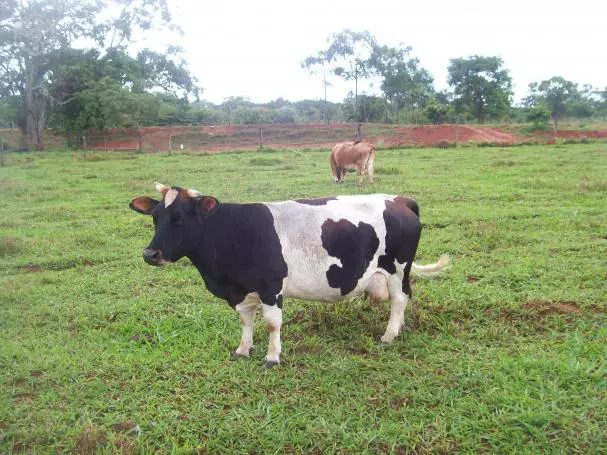 Mini Vacas: O guia definitivo para criação e vantagens