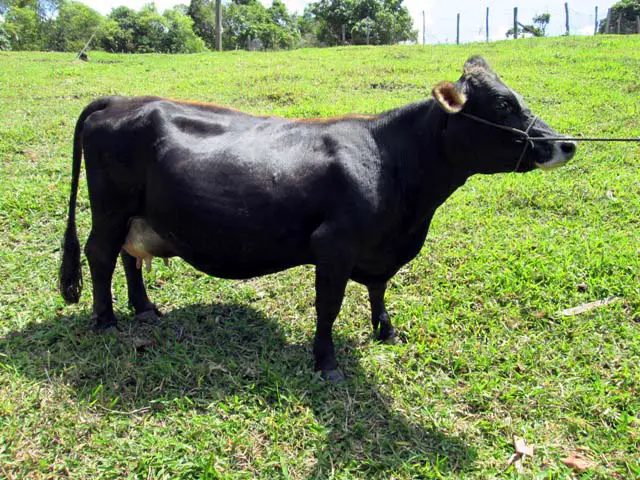 Mini Vacas: O guia definitivo para criação e vantagens