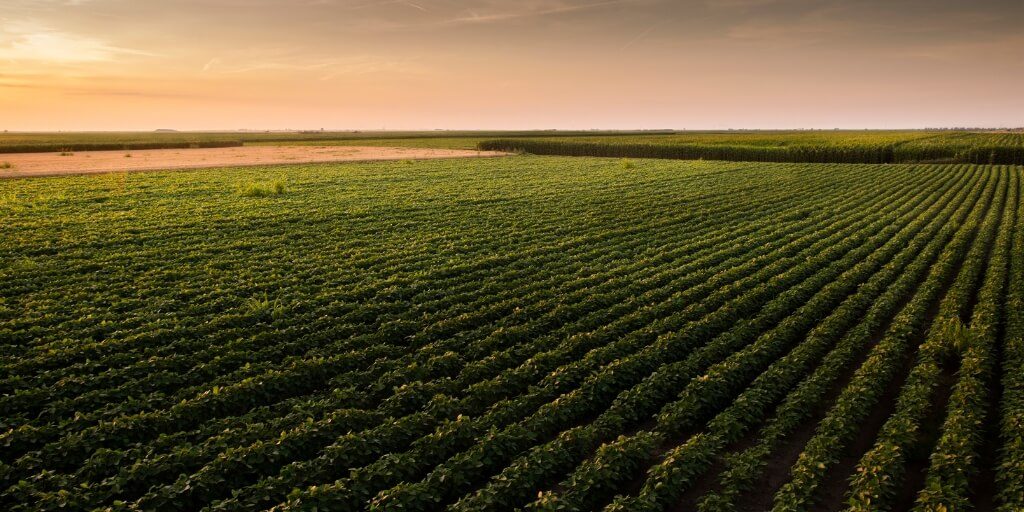 Descubra os principais desafios da Safra 2024/25 e as estratégias fundamentais para superá-los