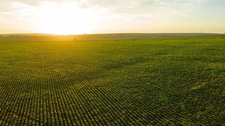 Descubra os principais desafios da Safra 2024/25 e as estratégias fundamentais para superá-los