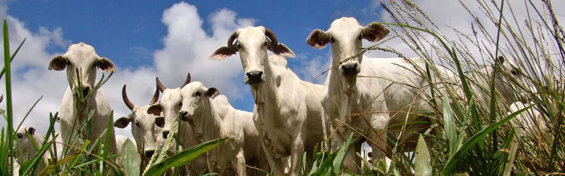 Inovação tecnológica permite monitoramento preciso de emissões na pecuária de corte