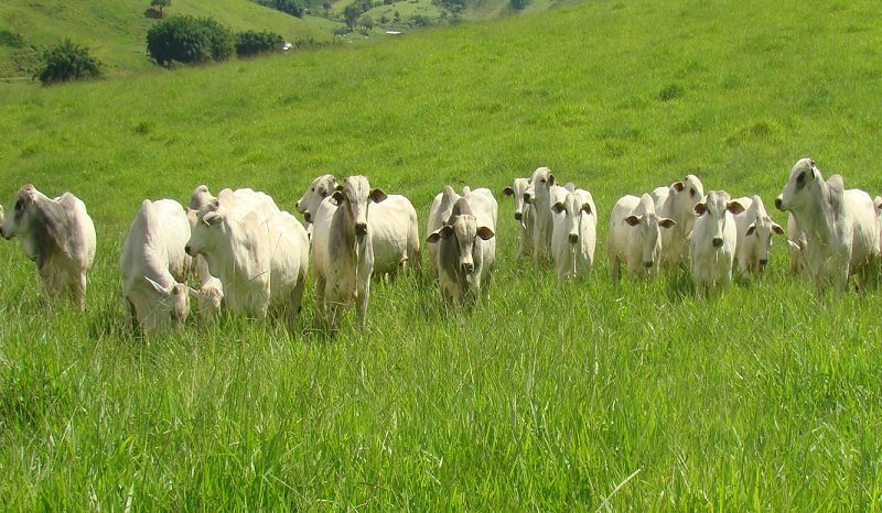 Inovação tecnológica permite monitoramento preciso de emissões na pecuária de corte