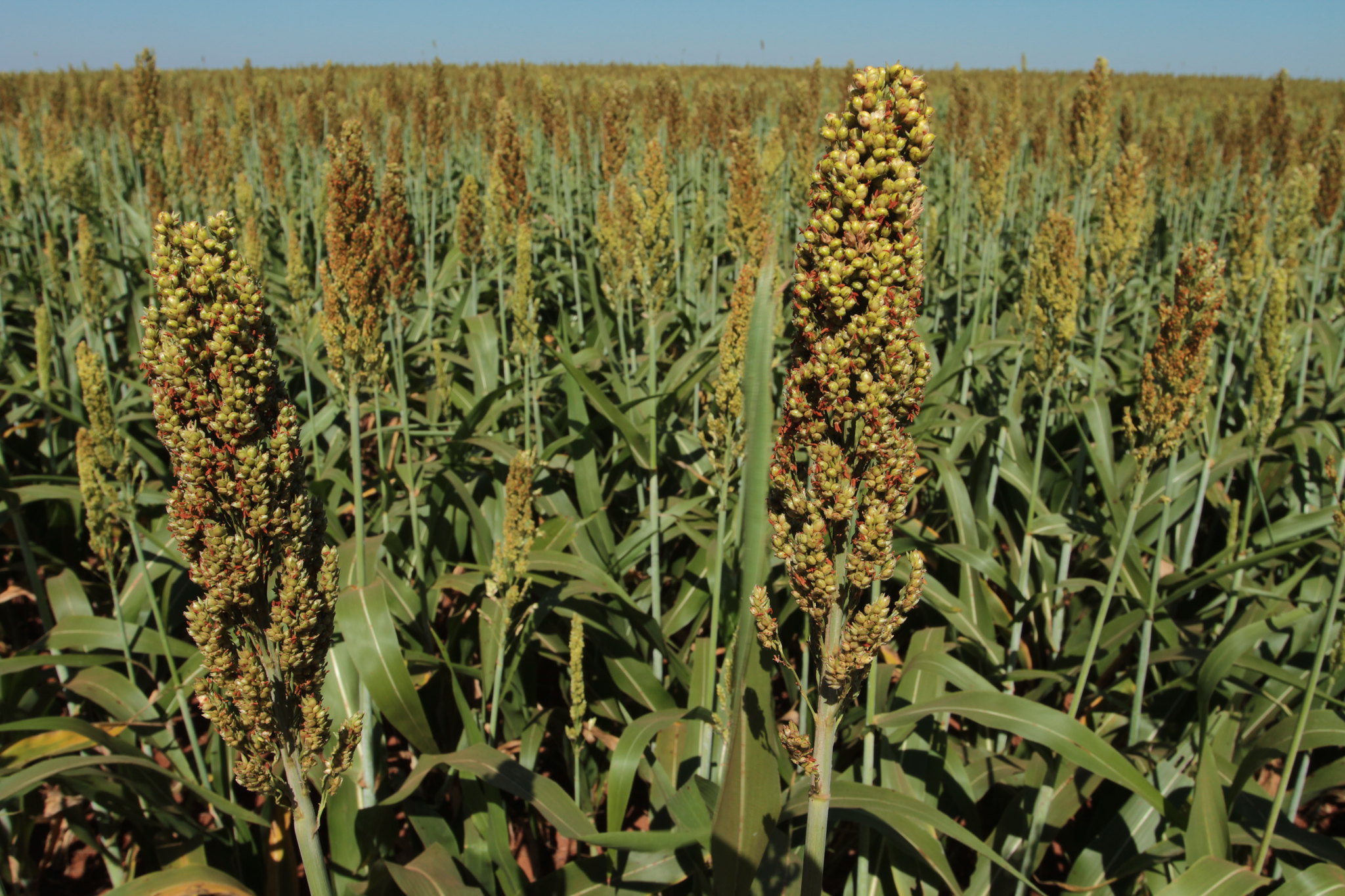 lavoura de sorgo pendoando
