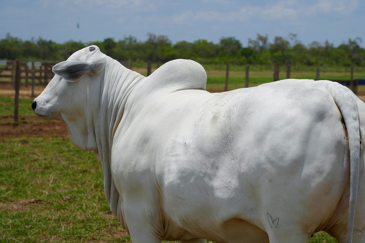 matriz Nelore PO do Nelore Monica