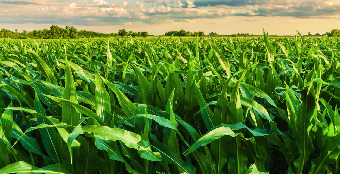Safra 2024/2025 de milho no Brasil: produtividade e o manejo integrado serão essenciais para o sucesso do agricultor