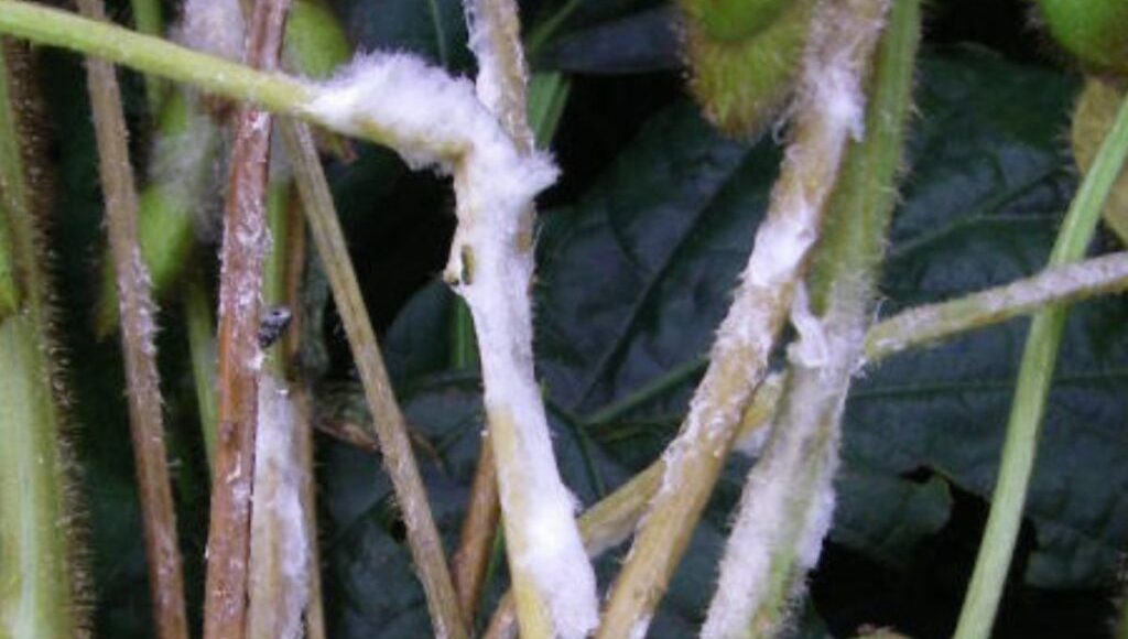 Alerta no campo: como barrar o avanço do Mofo-branco na lavoura