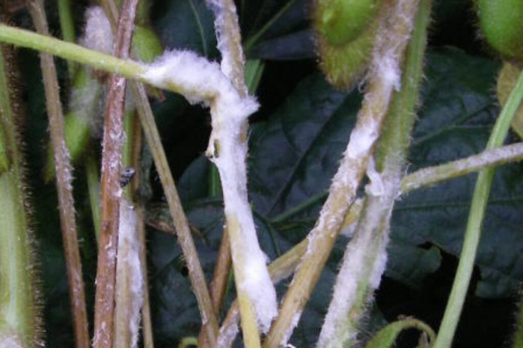 Alerta no campo: como barrar o avanço do Mofo-branco na lavoura