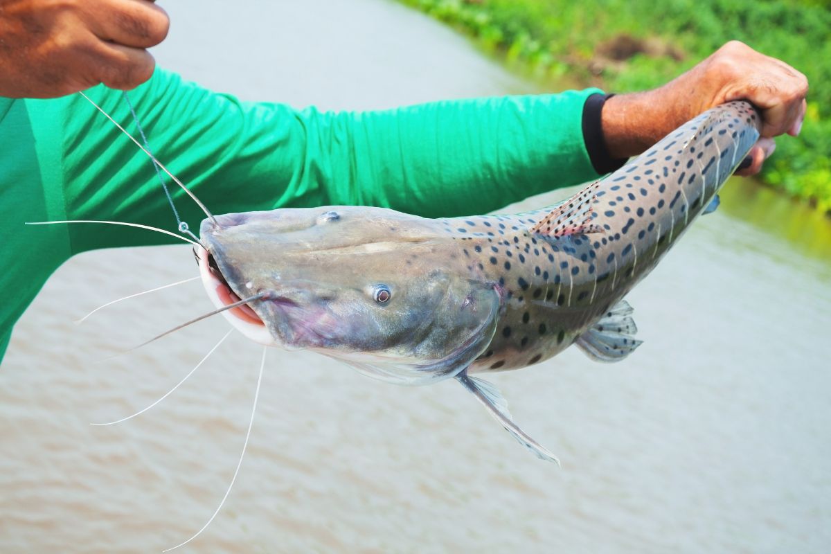 Piracema: pesca está proibida no rios do Mato Grosso do Sul