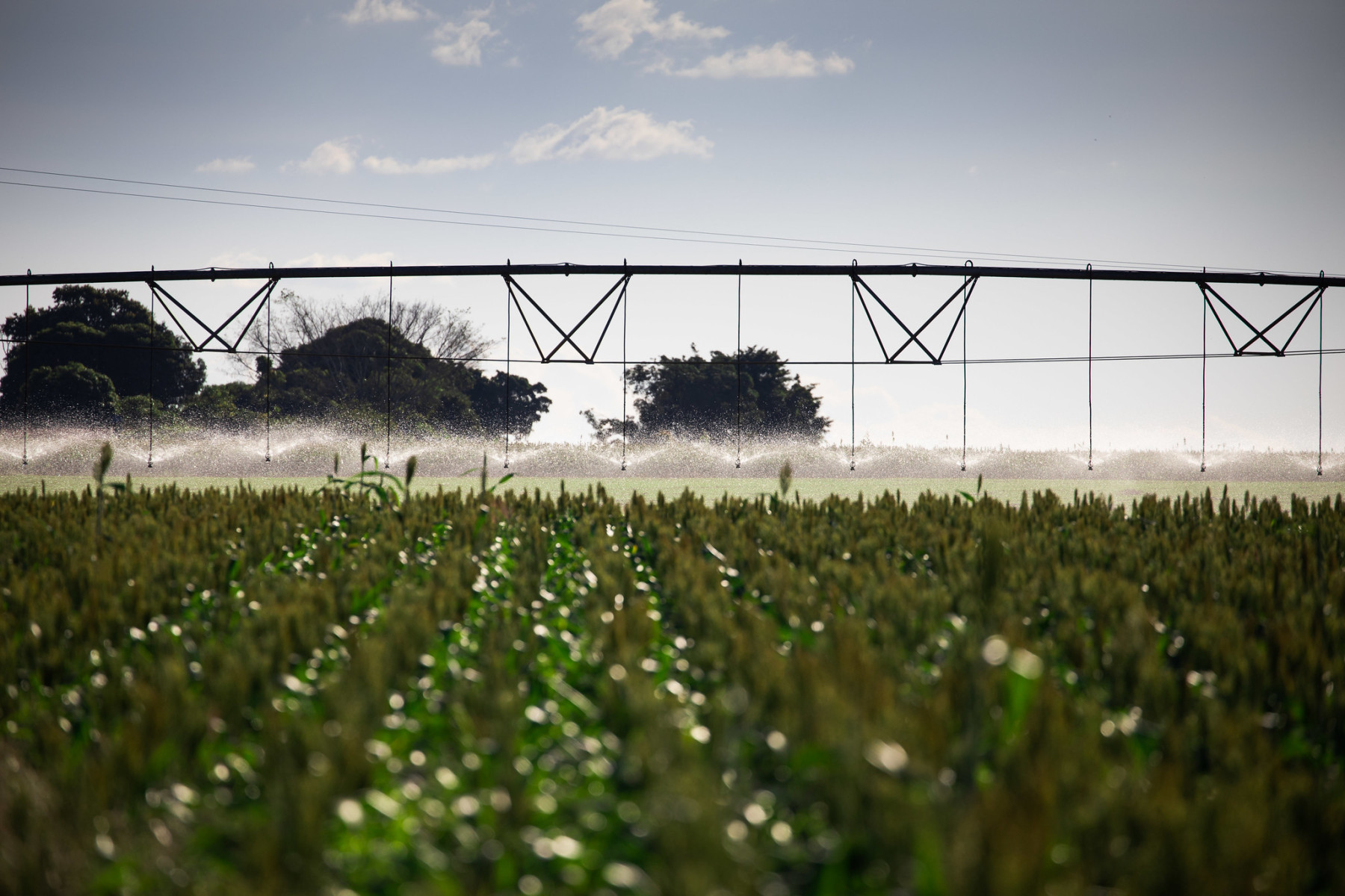 sorgo irragado por pivot