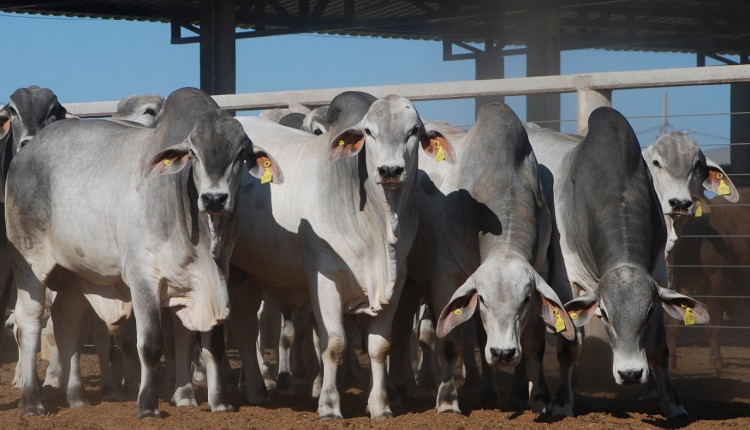 touros da raca tabapua em confinamento - fotao