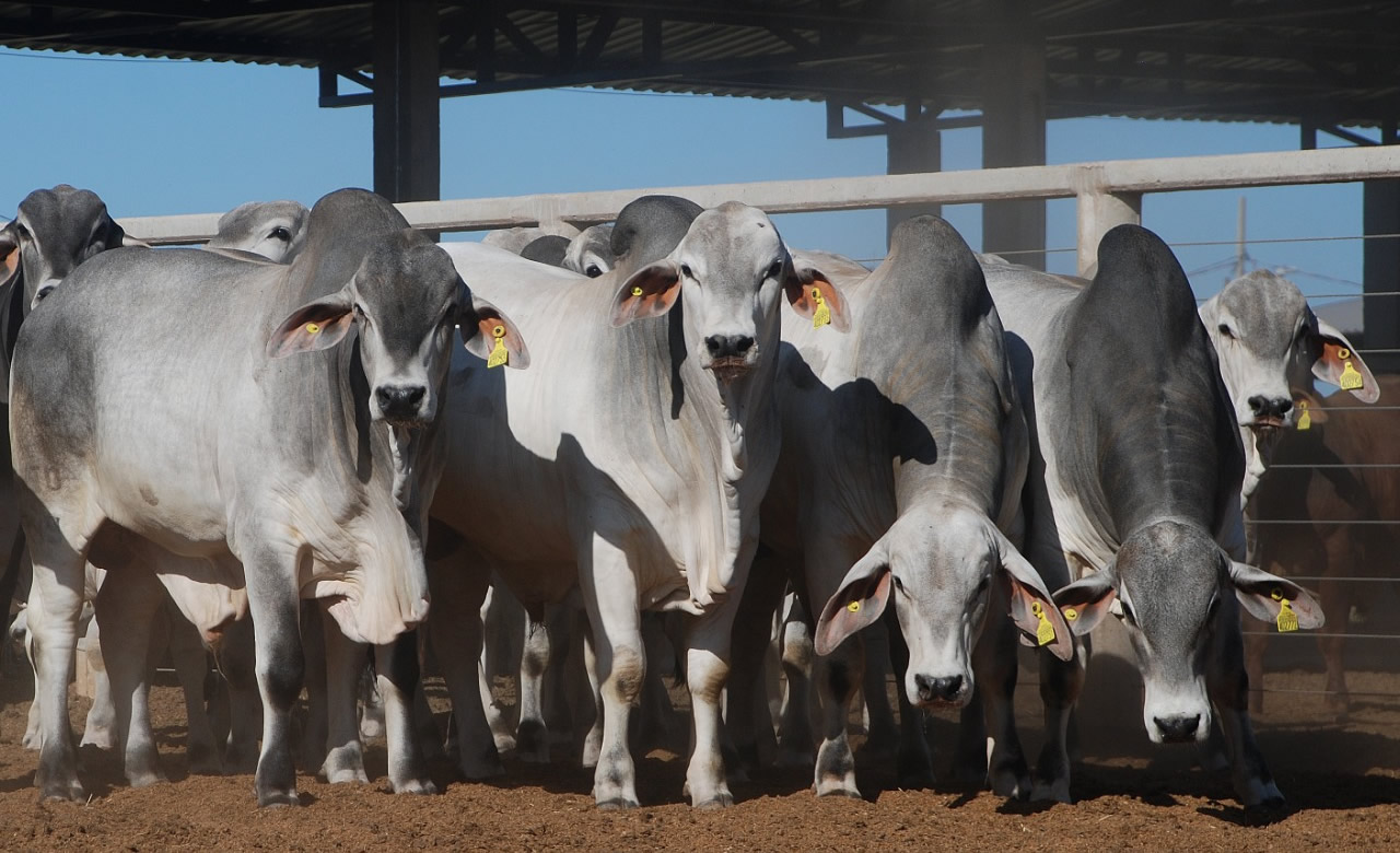 touros da raca tabapua em confinamento - fotao