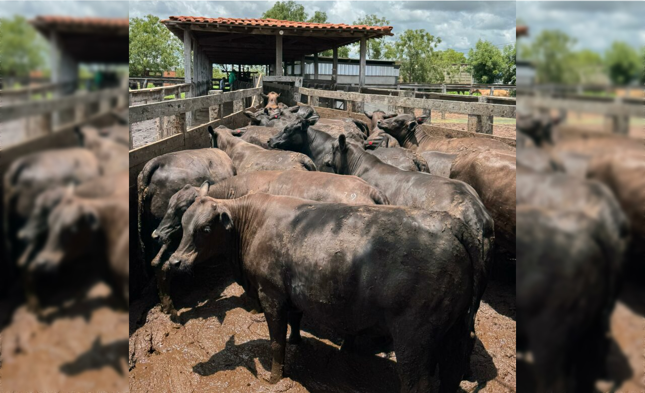 tricross Senepol F1 Angus