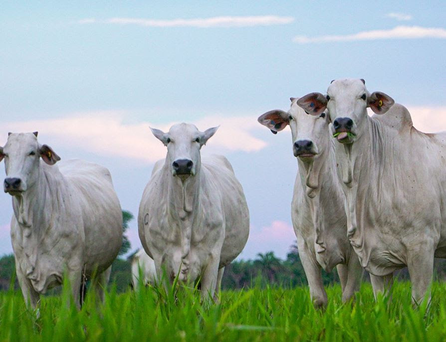 Como elevar o peso do gado sem aumentar os gastos da fazenda