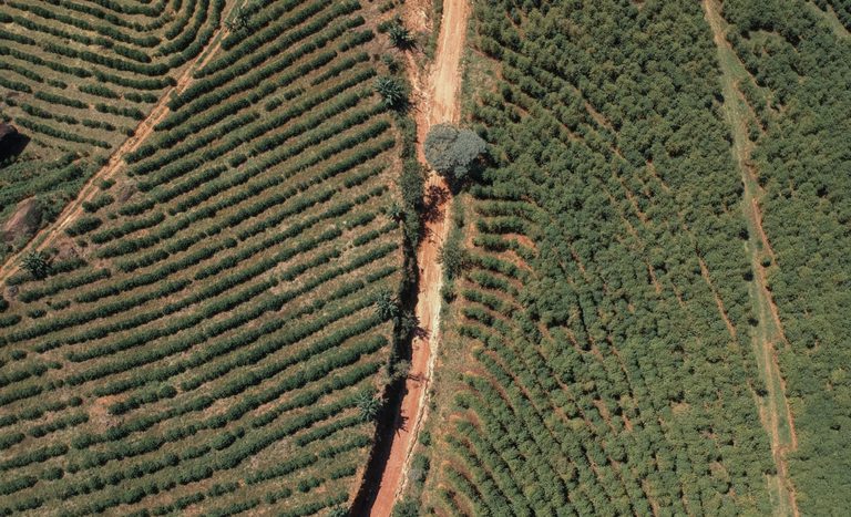 Café do Vale da Grama conquista selo de Indicação Geográfica