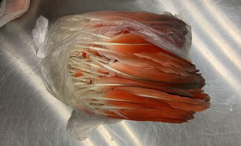 Mapa apreende 300 penas de aves vindas da Nigéria no Aeroporto de Guarulhos