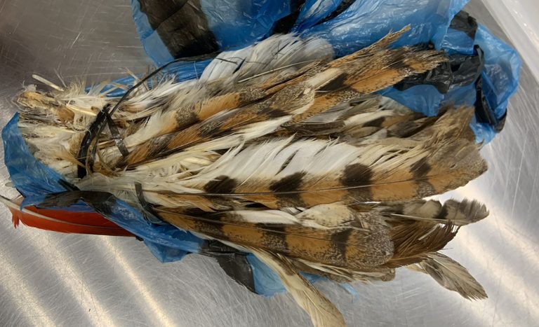 Mapa apreende 300 penas de aves vindas da Nigéria no Aeroporto de Guarulhos