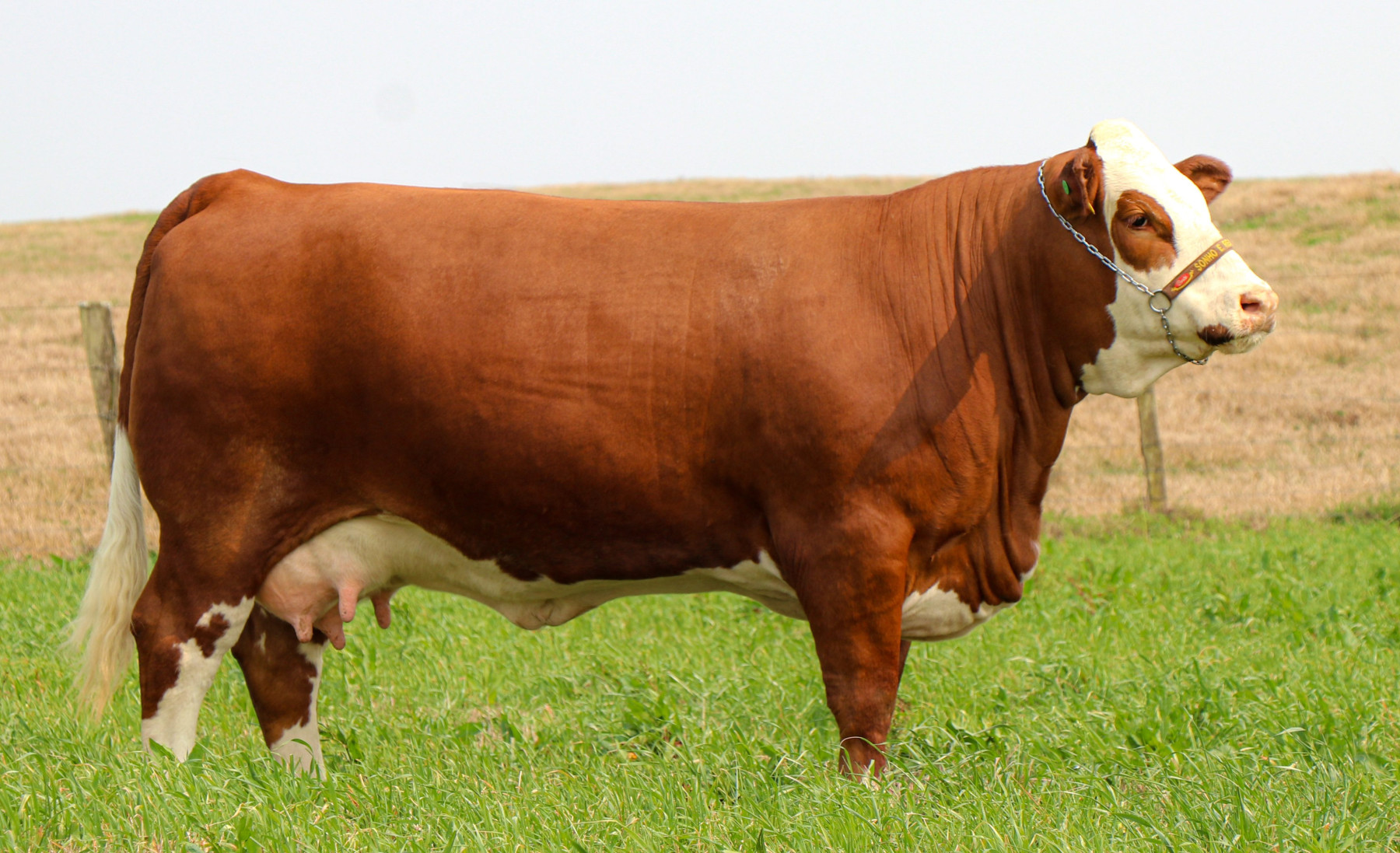 Celva Sonho e Realidade TE - melhor vaca simental do mundo - Fazenda Sonho e Realidade