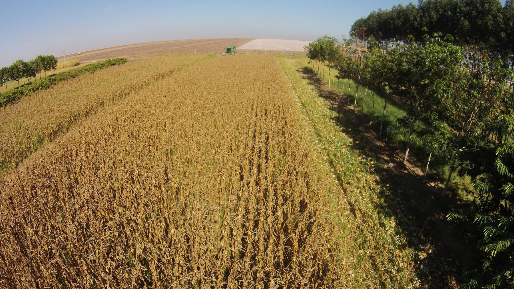 Colheita do milho de segunda safra em area de ILPF na Embrapa Agrossilvipastoril - em Sinop MT