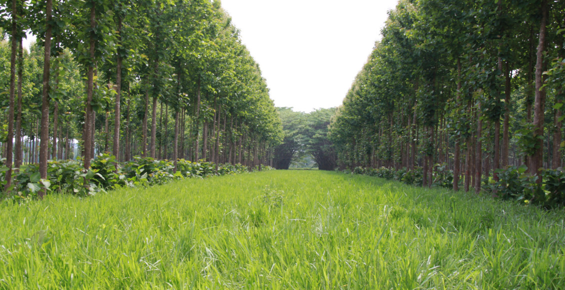 Exemplos de sistemas ILPF com diferentes especies florestais