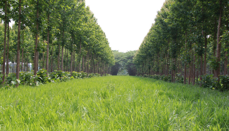 Exemplos de sistemas ILPF com diferentes especies florestais