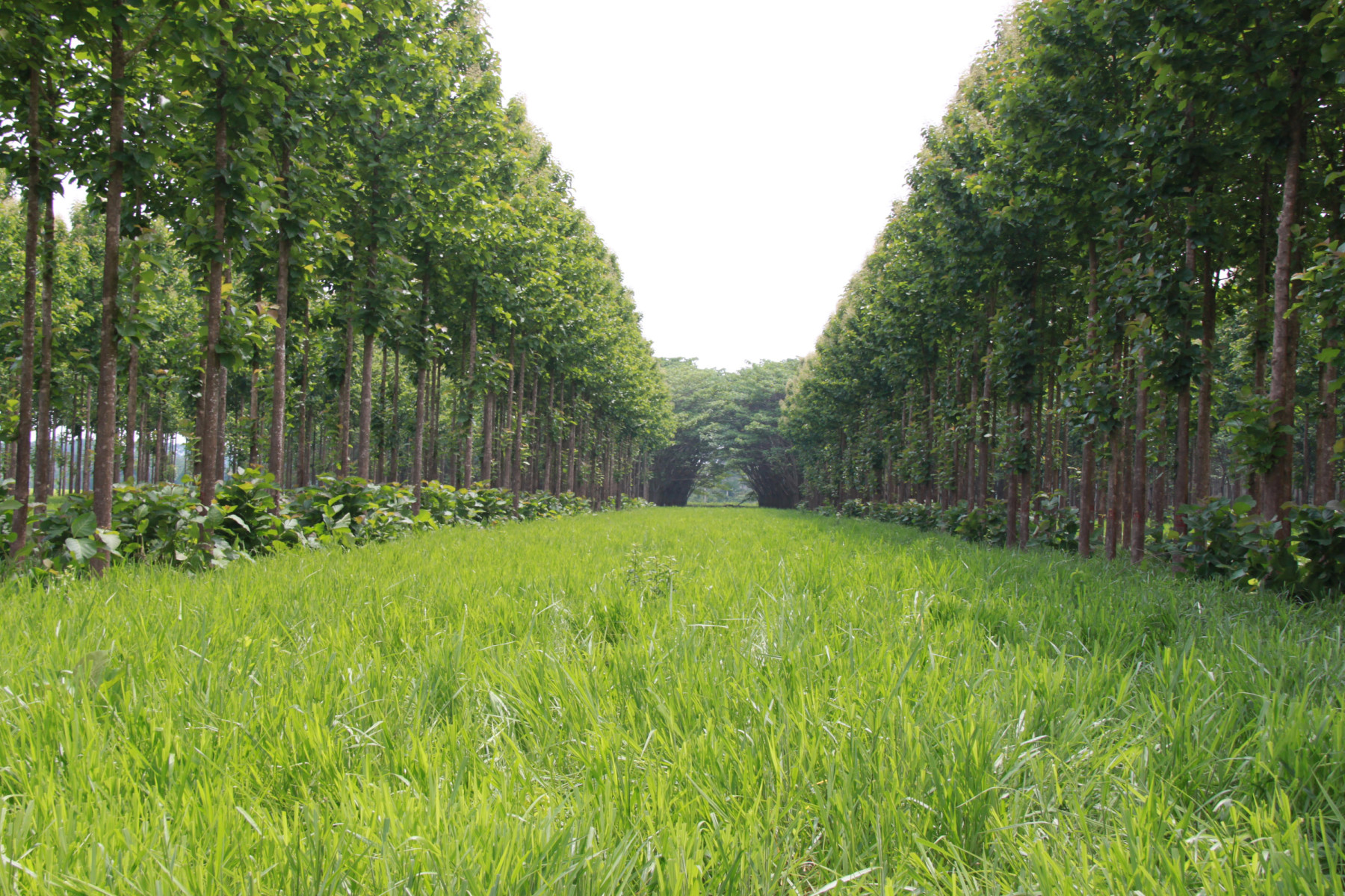 Exemplos de sistemas ILPF com diferentes especies florestais
