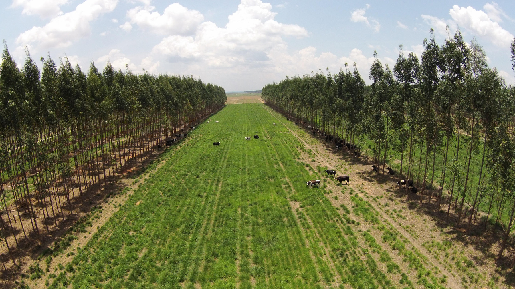 Experimento de ILPF com gado leiteiro na Embrapa Agrossilvipastoril em Sinop