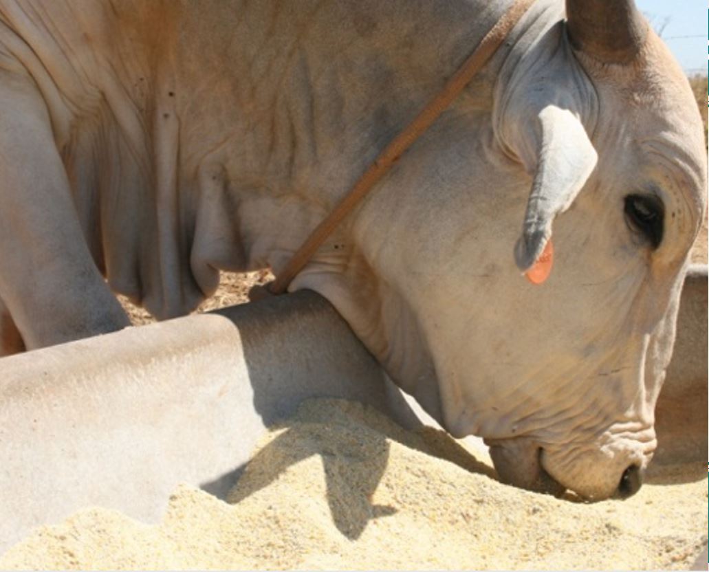Terminação intensiva a pasto. Divulgação Connan