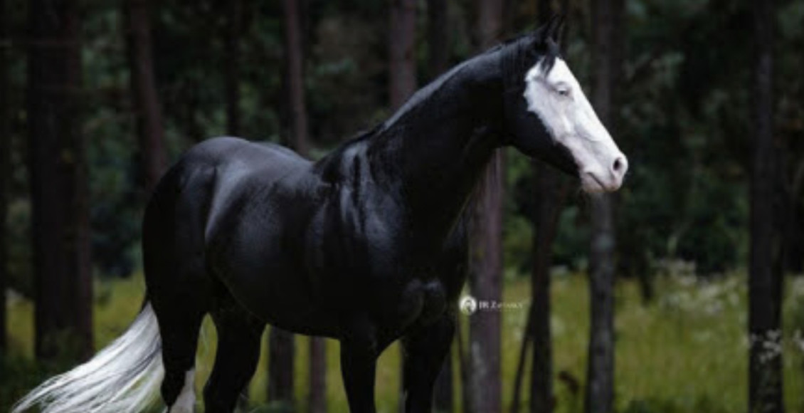 Maximus Black Gun