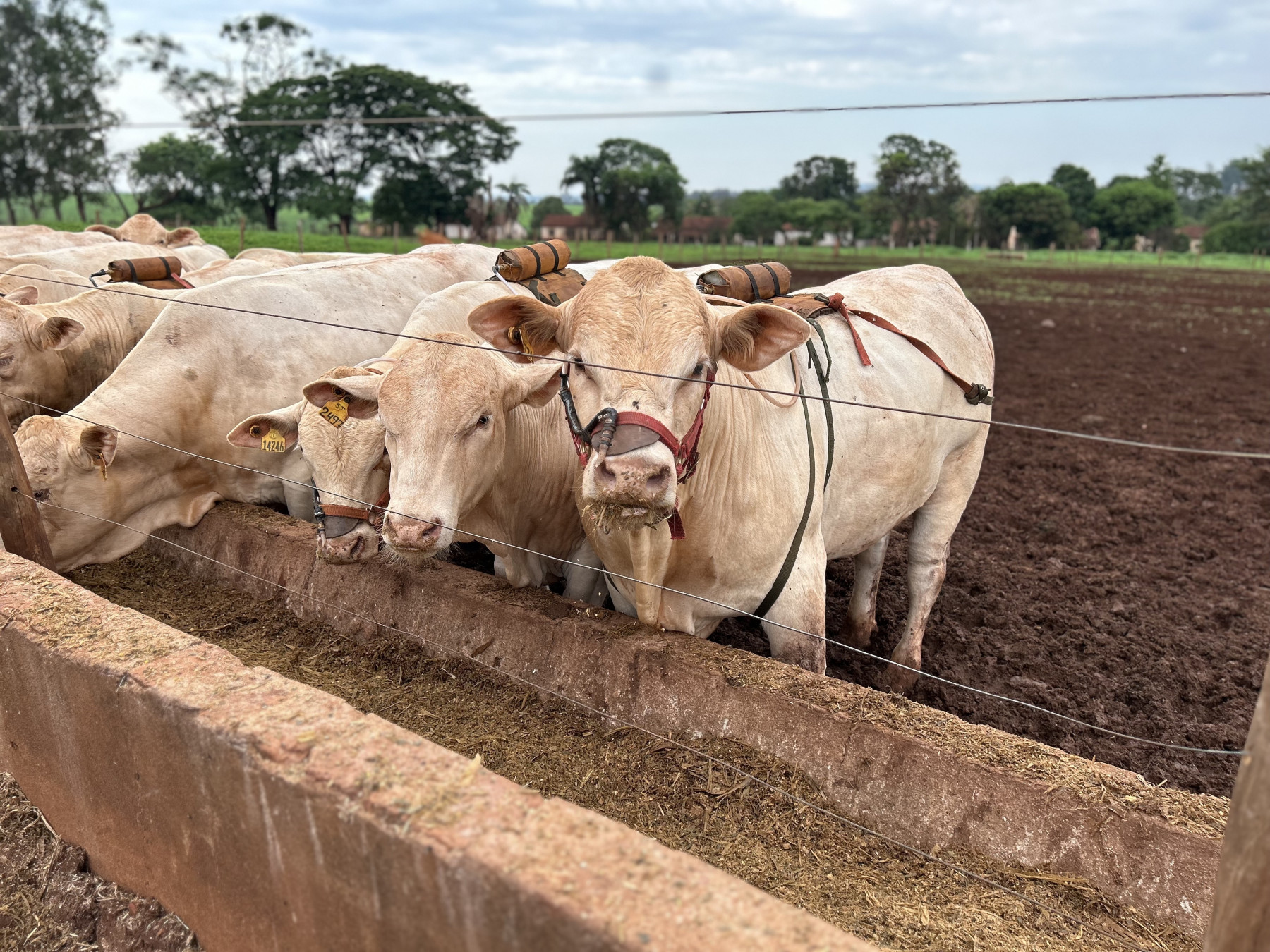 avaliacao de metano - canchim iz de sertaozinho 2