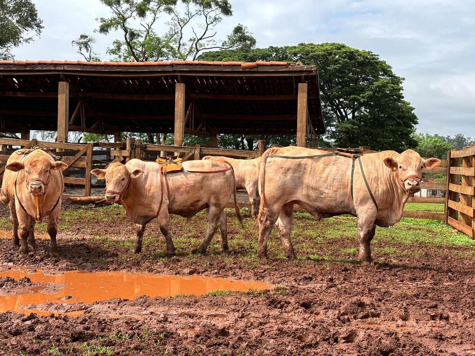 avaliacao de metano - canchim iz de sertaozinho