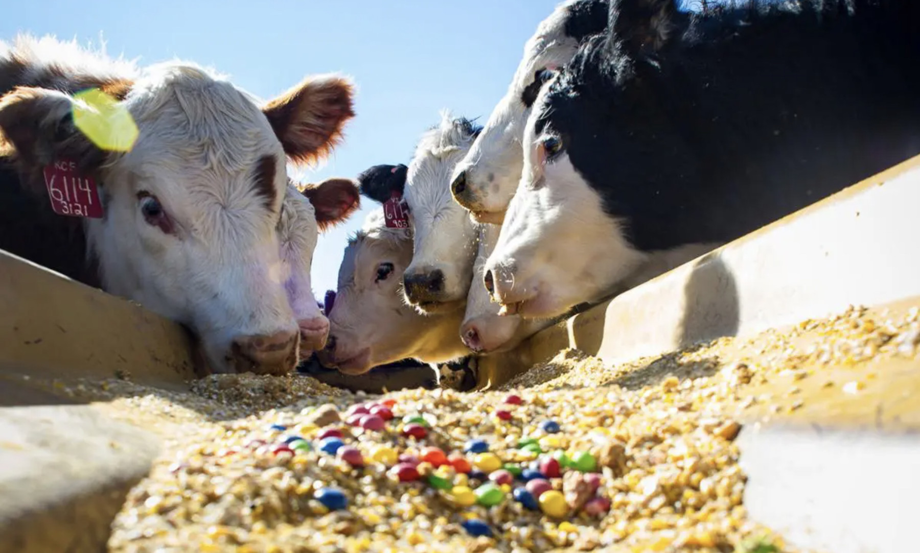 De maionese a Skittles: Como alimentar vacas com condimentos e doces