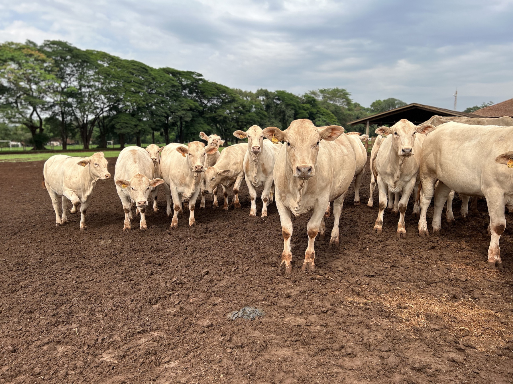 femeas - canchim iz de sertaozinho 2