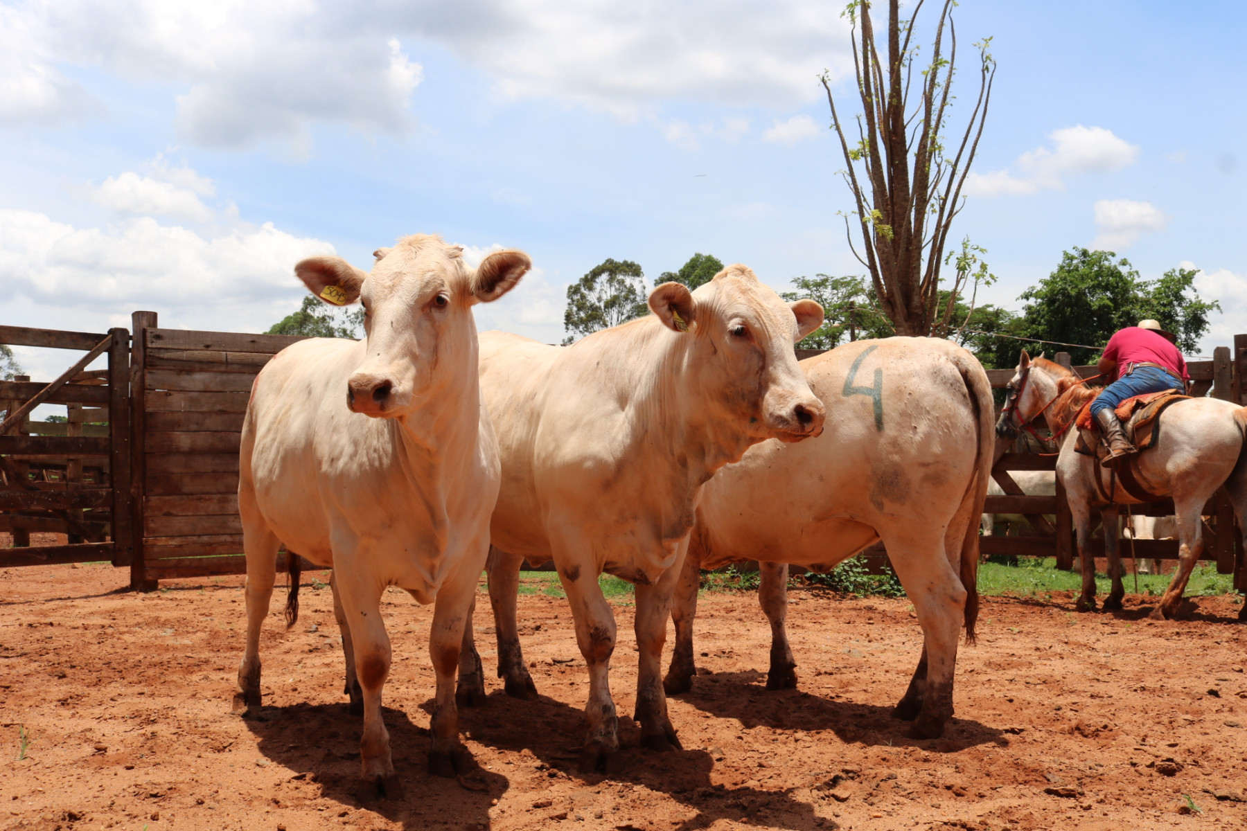 femeas da raca canchim campeas de desempenho 2024
