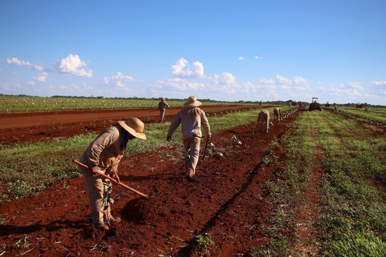 Mato Grosso do Sul, atraindo investimentos bilionários e consolidando o Estado como uma das mais promissoras fronteiras agrícolas do Brasil, já soma mais de R$ 3 bilhões em projetos de grandes nomes da citricultura.