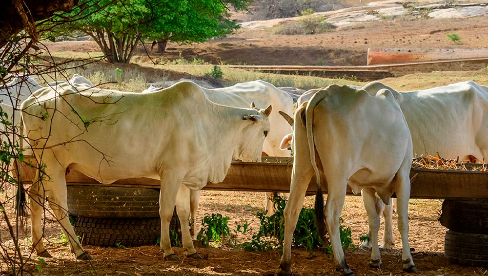 Como escolher o cocho ideal para o manejo de gado