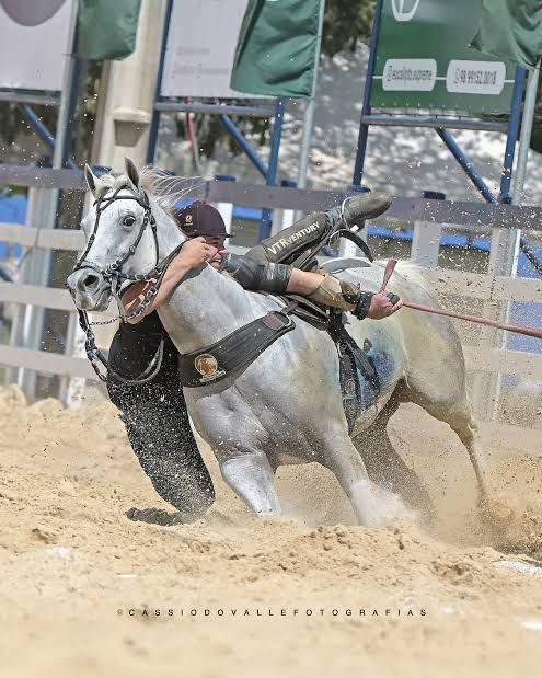Aos nove anos de idade, Dinastia Apollo Roxo, foi eleita pela ABVAQ o melhor animal do Brasil após mais de 20 etapas em provas oficiais em 2024; Ela soma 29 pontos em provas oficiais pela ABVAQ e já conquistou dois registros de mérito, sendo, bronze e prata.