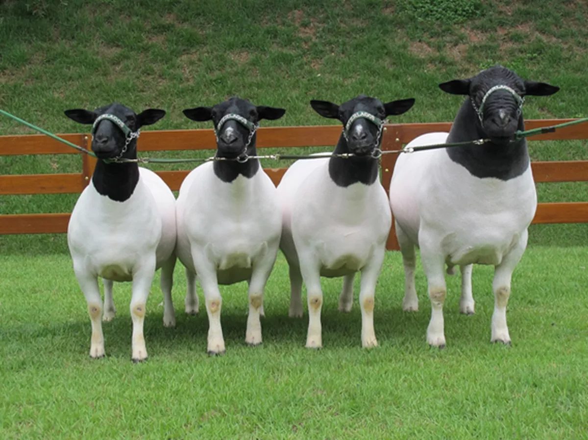 Ovelha Dorper: Como potencializar os lucros rapidamente com essa raça