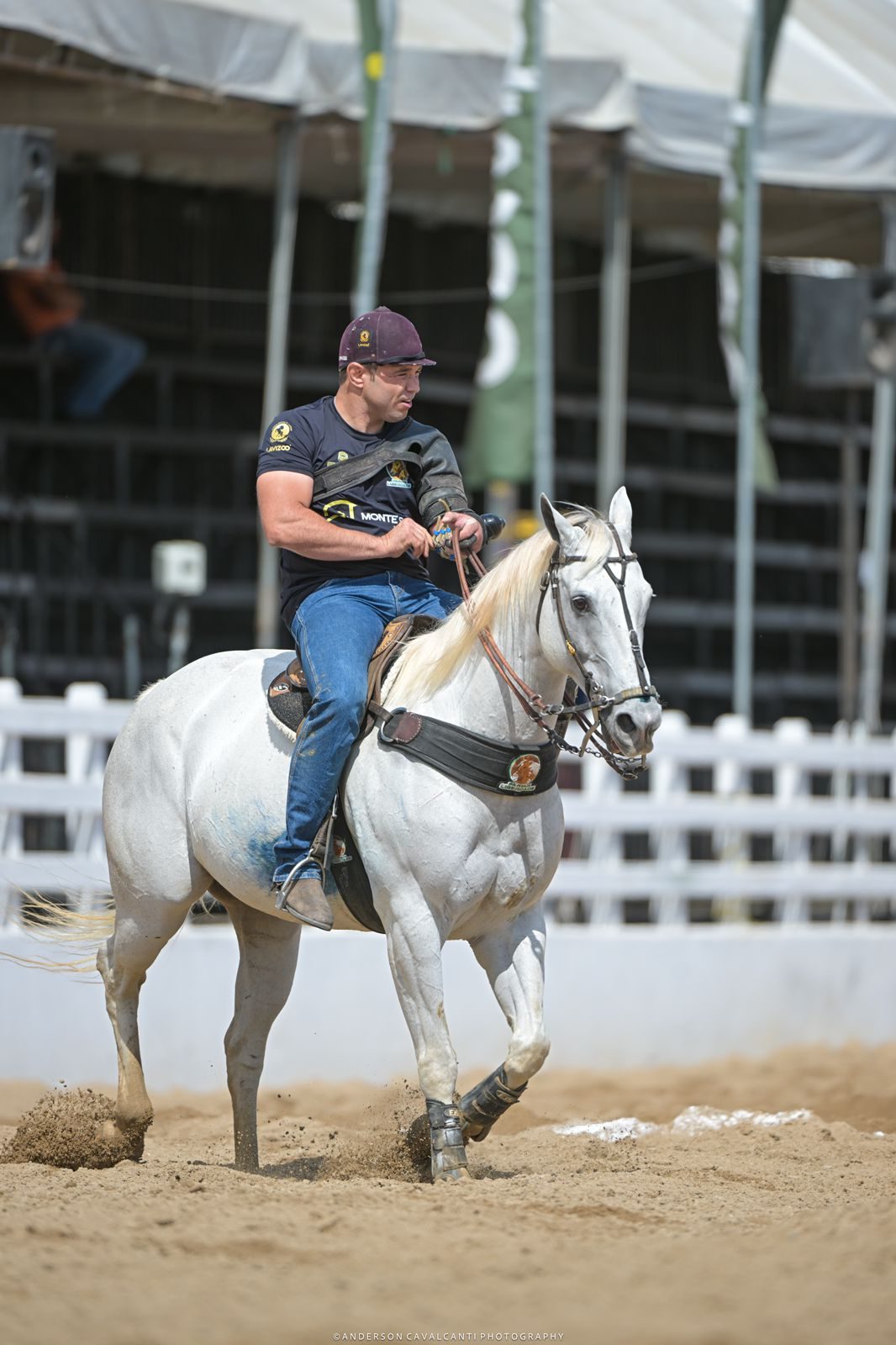 Aos nove anos de idade, Dinastia Apollo Roxo, foi eleita pela ABVAQ o melhor animal do Brasil após mais de 20 etapas em provas oficiais em 2024; Ela soma 29 pontos em provas oficiais pela ABVAQ e já conquistou dois registros de mérito, sendo, bronze e prata.