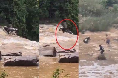 Boi é flagrado caindo de cachoeira em MT; veja o vídeo