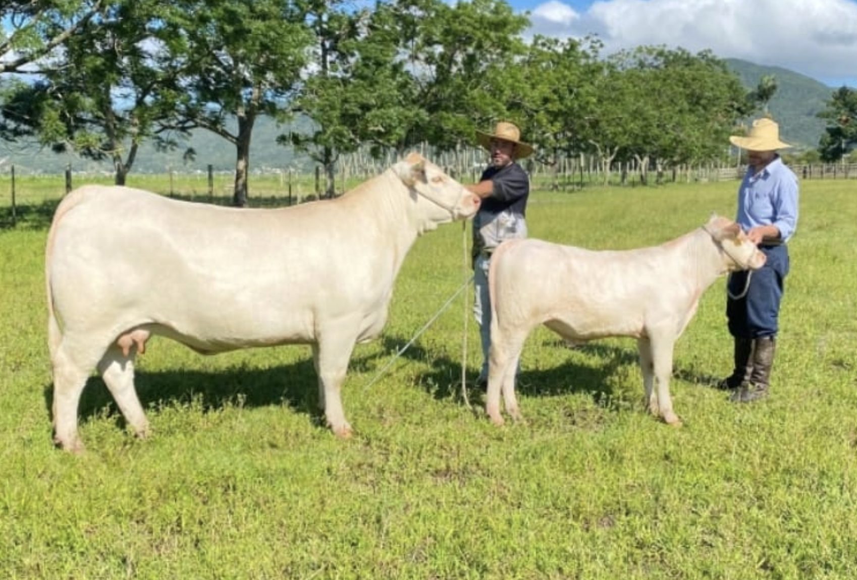 JB Miss TE 56 brilhou na disputa internacional Charolais Miss World 2024