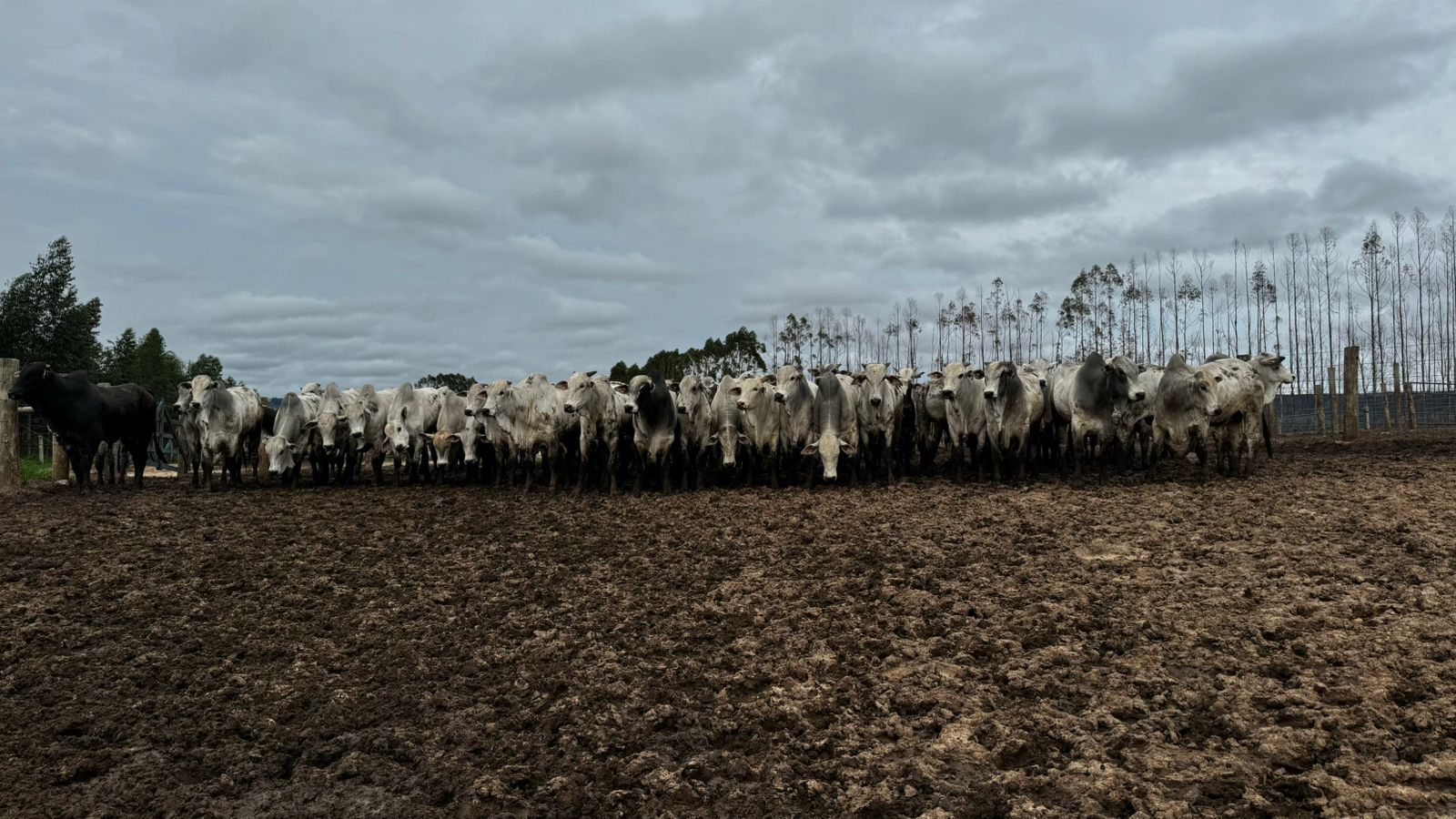 O papel do zootecnista no confinamento bovino e a maximização da produção