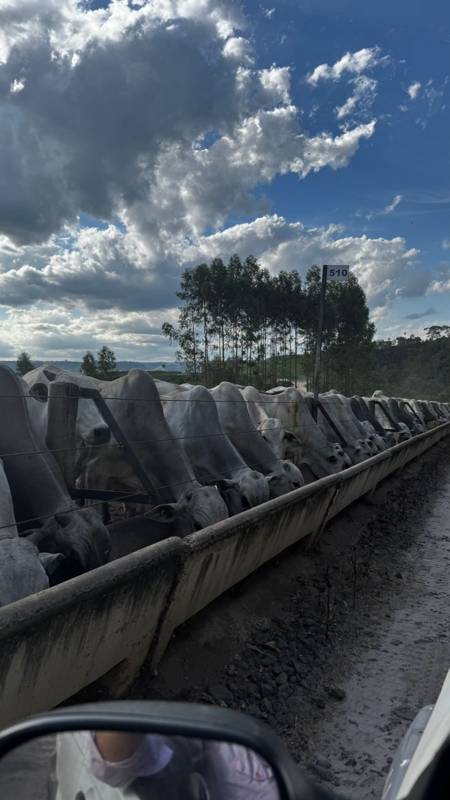 O papel do zootecnista no confinamento bovino e a maximização da produção