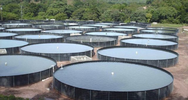 Piscicultor investe na criação de tilápias com tanques suspensos