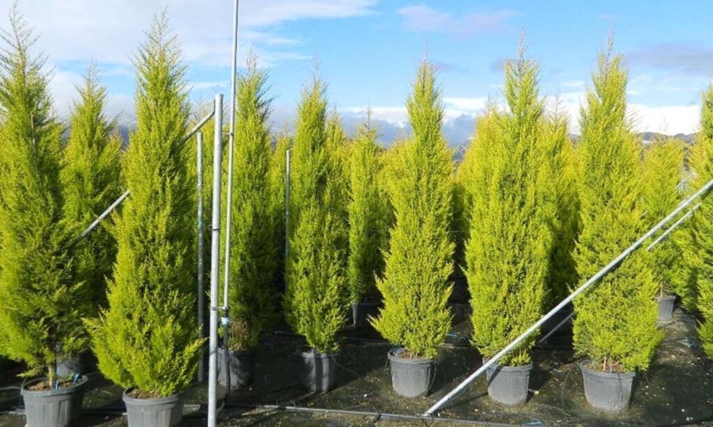 Tuia-holandesa: Dicas para plantar e cuidar da sua árvore de Natal