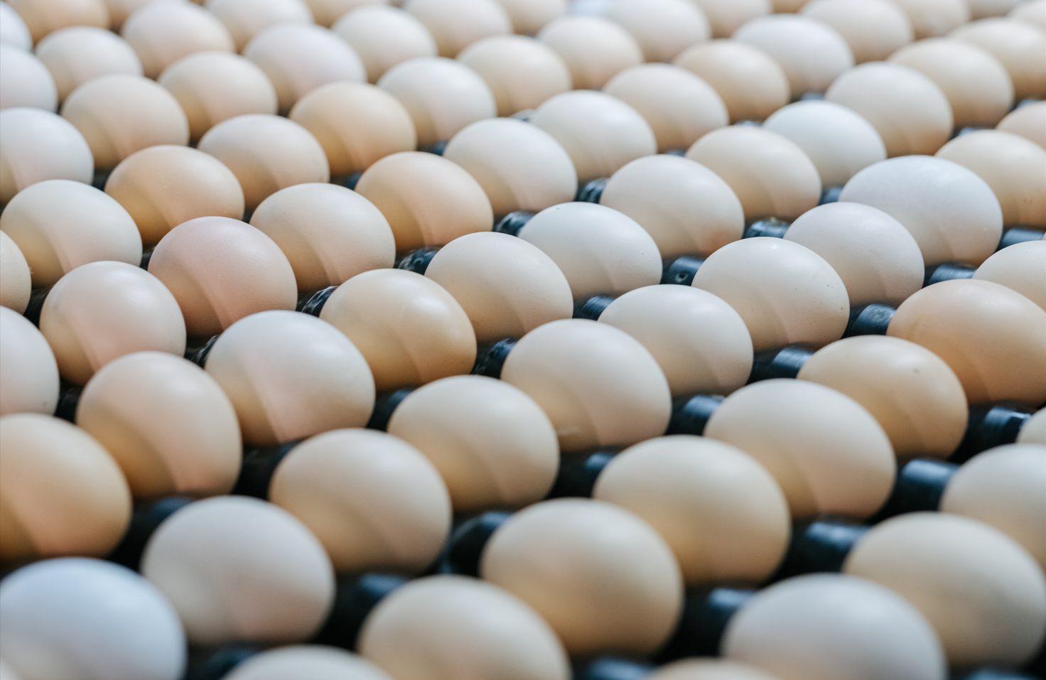 Descubra os principais mercados e compradores de ovos fertéis