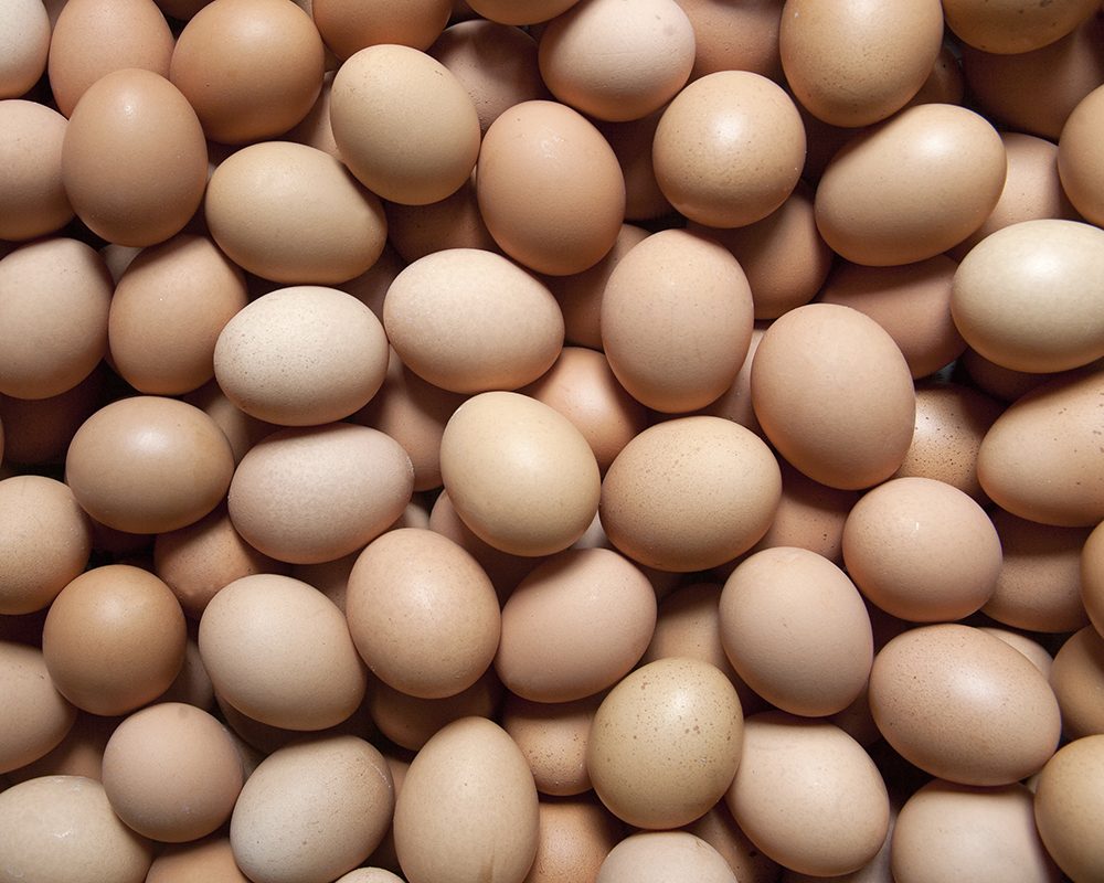 Descubra os principais mercados e compradores de ovos fertéis