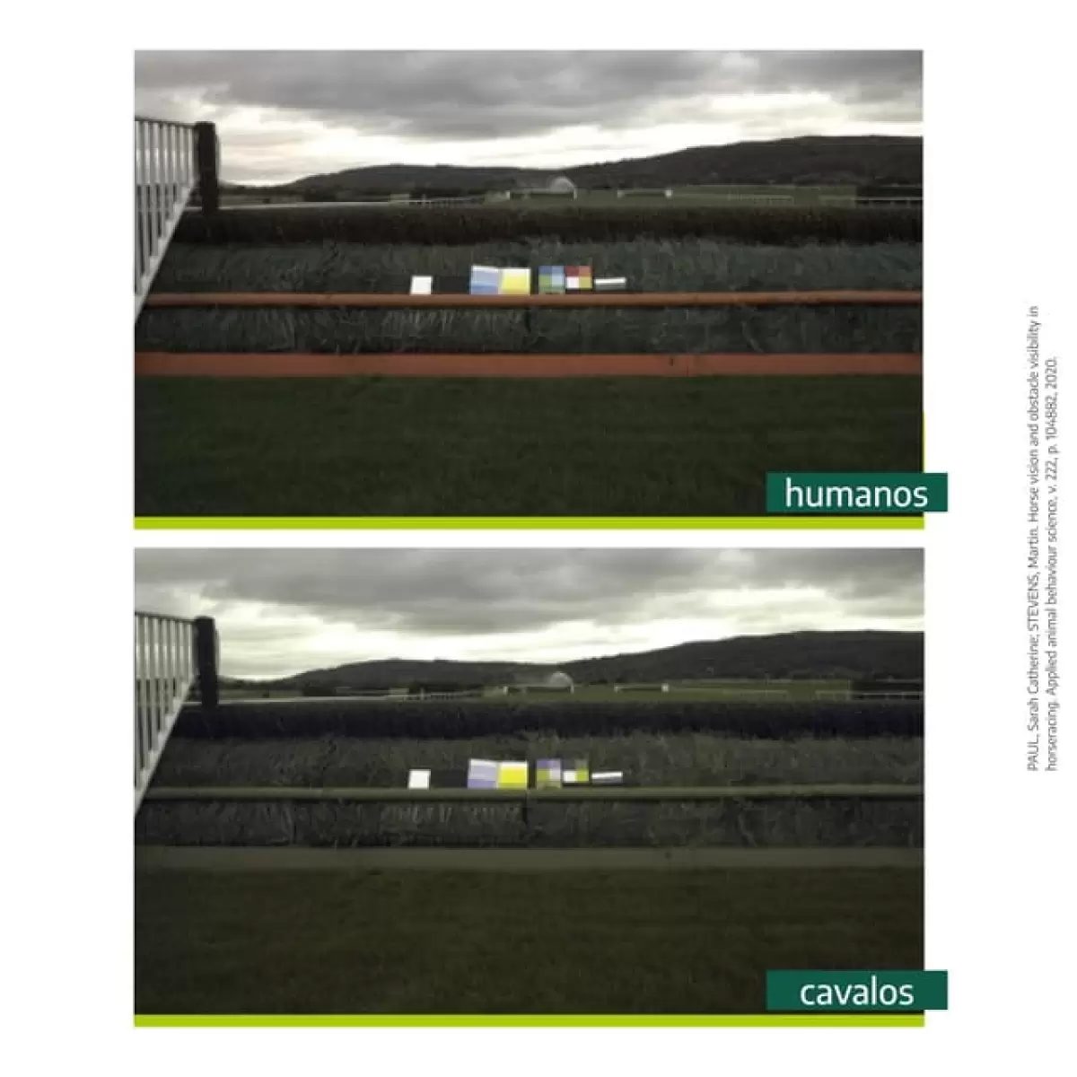 Desvendando a visão do cavalo: Como eles percebem o mundo ao redor?