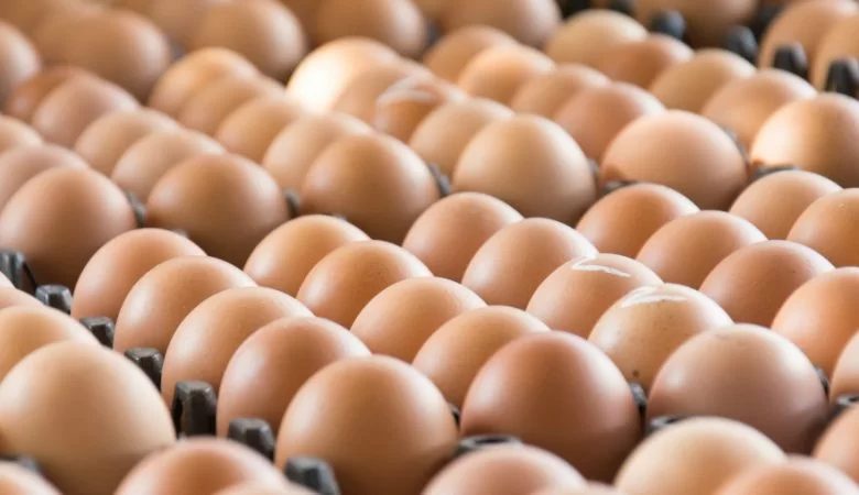 Descubra os principais mercados e compradores de ovos fertéis