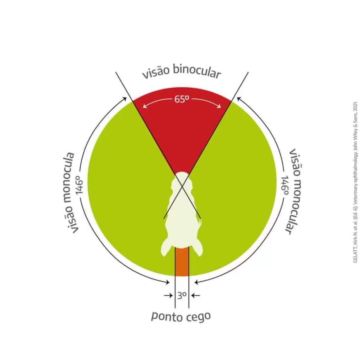Desvendando a visão do cavalo: Como eles percebem o mundo ao redor?