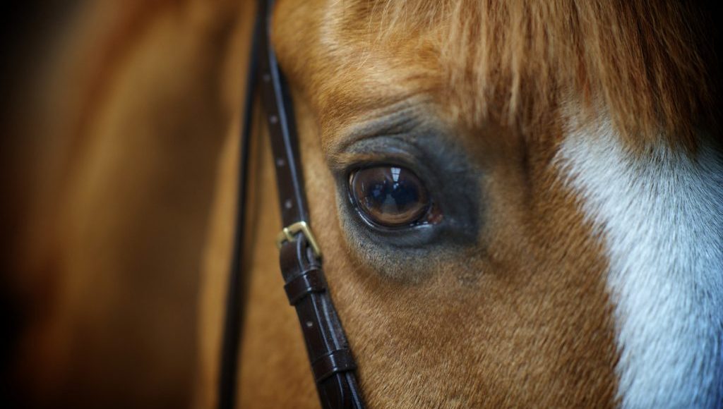 Desvendando a visão do cavalo: Como eles percebem o mundo ao redor?